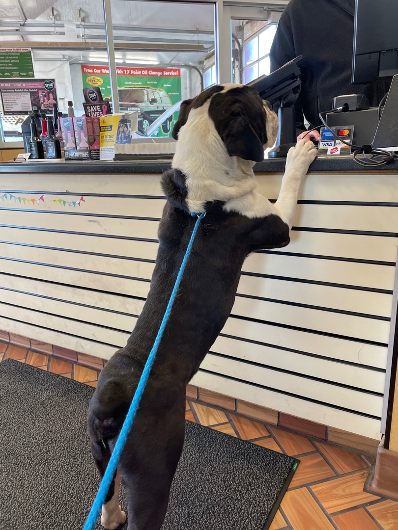 Enlarge Cobalt, a Adoptable mixed breed in AMARILLO, TX image 6/6