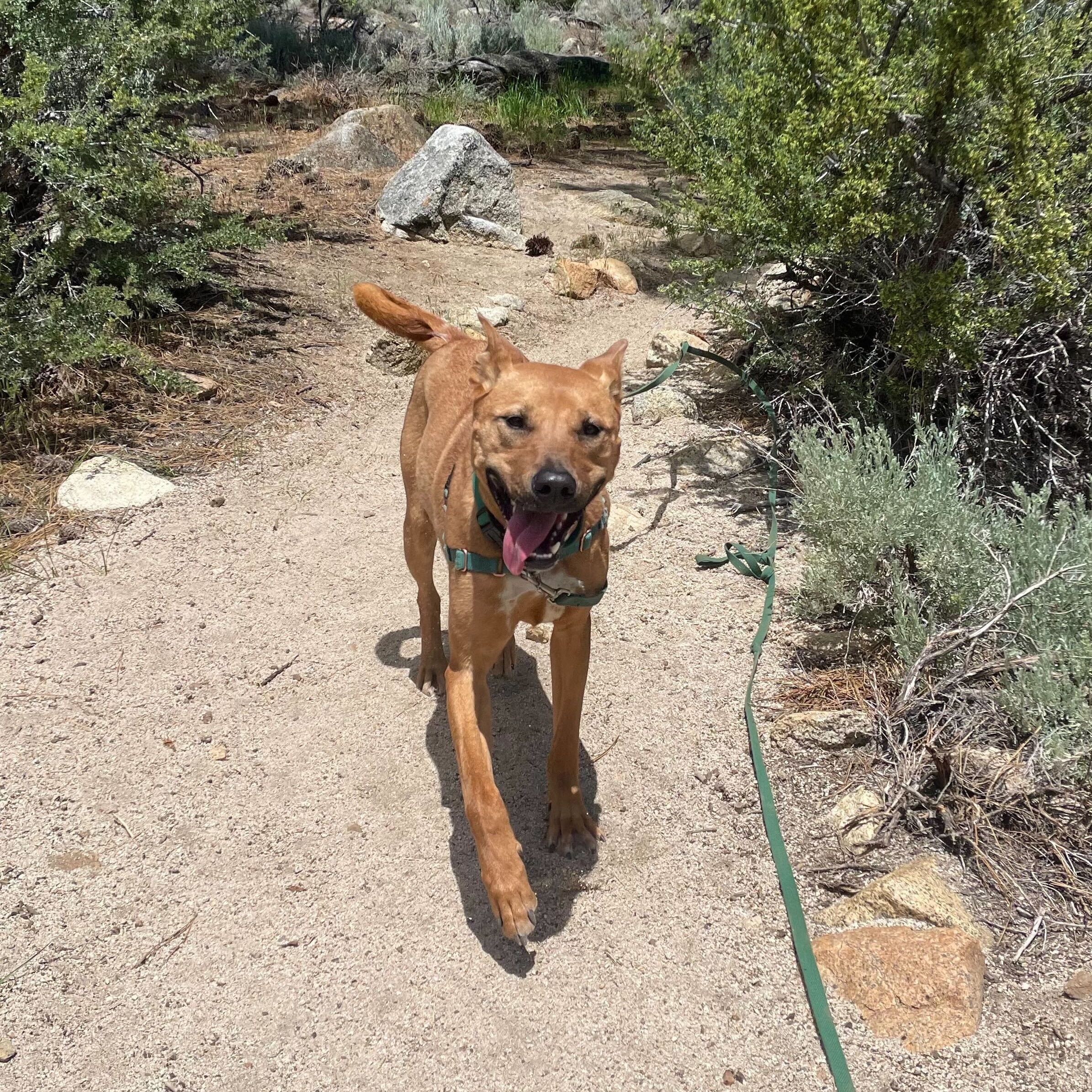 Archie, a Adoptable Carolina Dog in Washoe Valley, NV image 2/2