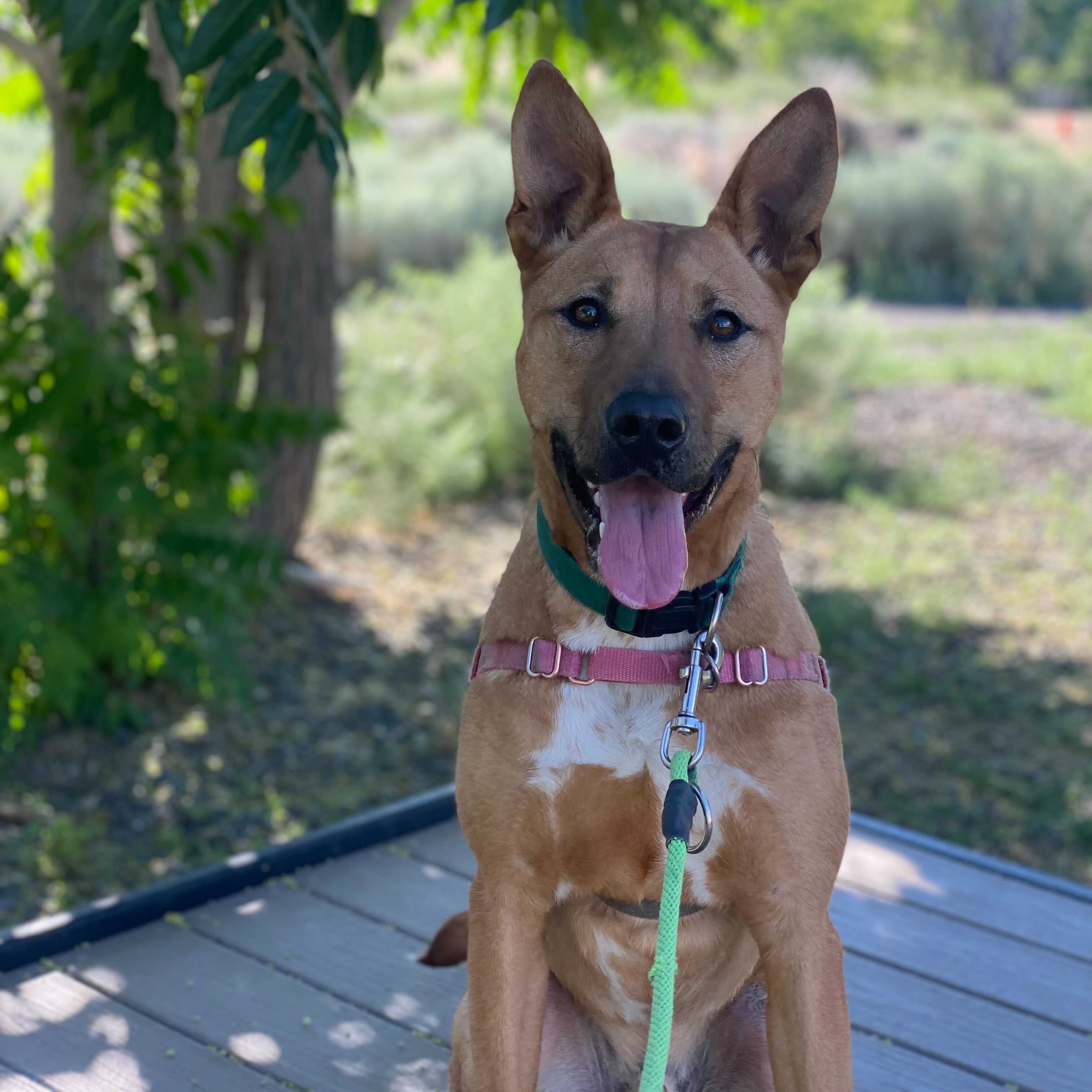 Archie, Adoptable, Young Male Carolina Dog.