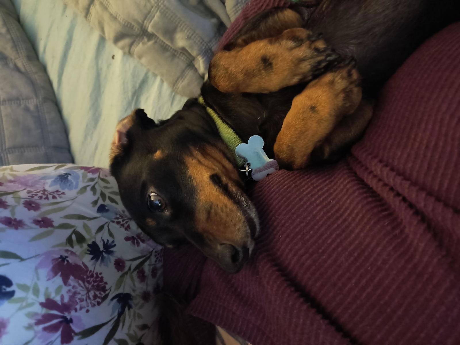 Gerta, a Adopted Dachshund in West Columbia, SC image 1/3