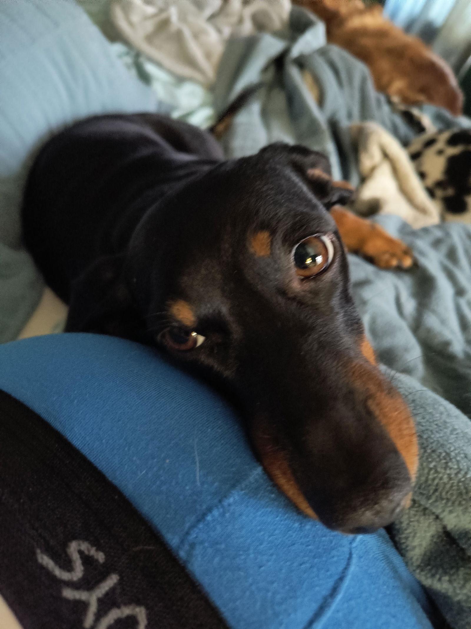 Gerta, a Adopted Dachshund in West Columbia, SC image 2/3