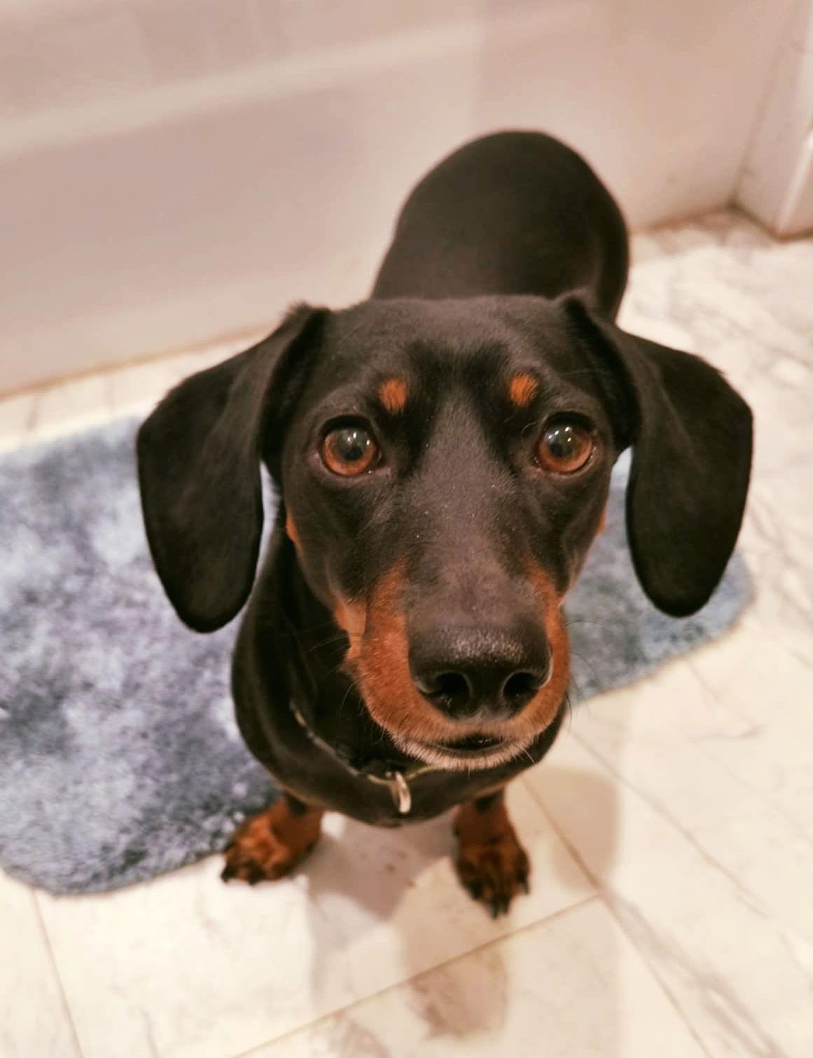 Gerta, a Adopted Dachshund in West Columbia, SC image 3/3