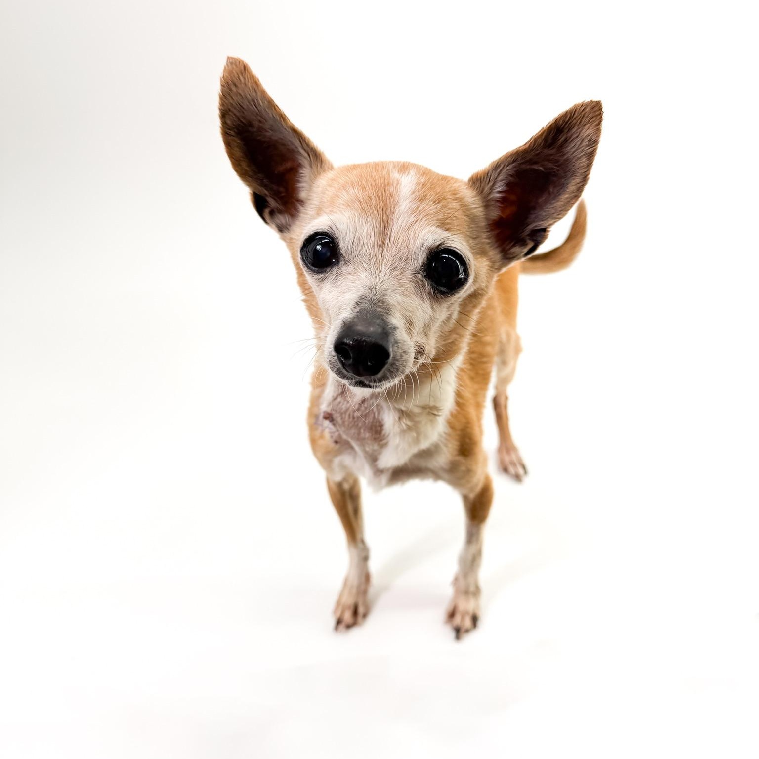 Enlarge Trinket, a ADOPTABLE mixed breed in Scottsdale, AZ image 3/4