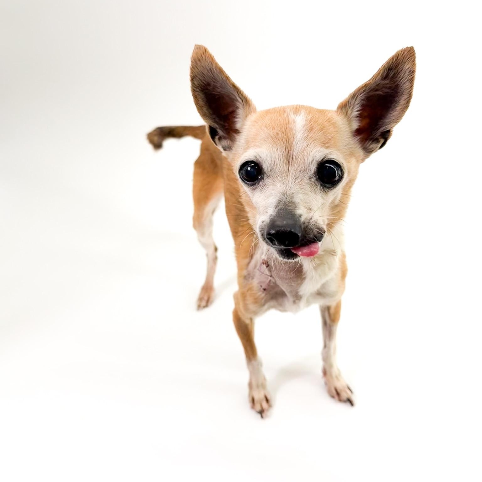 Trinket, ADOPTABLE, Senior Female Chihuahua.