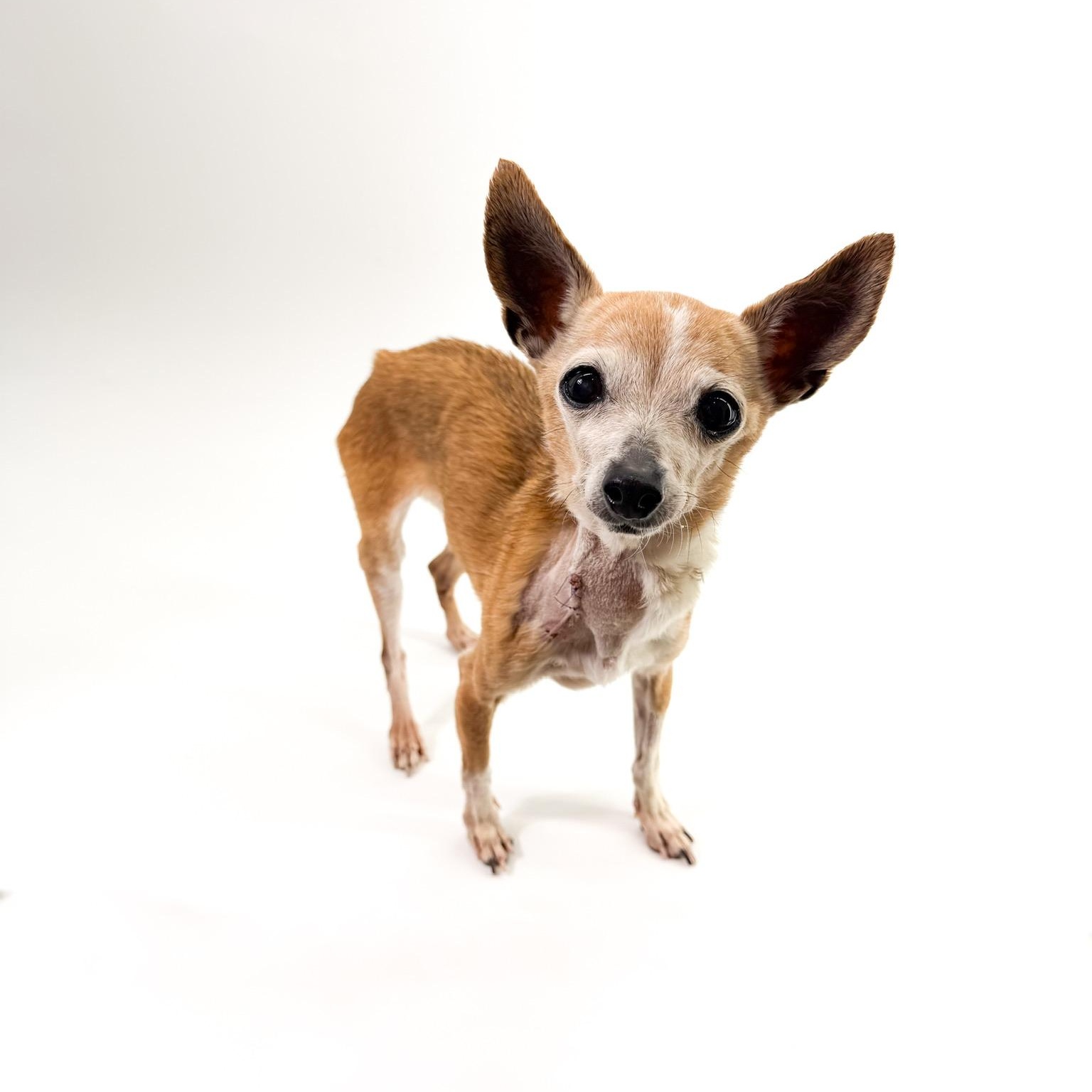 Enlarge Trinket, a ADOPTABLE mixed breed in Scottsdale, AZ image 2/4