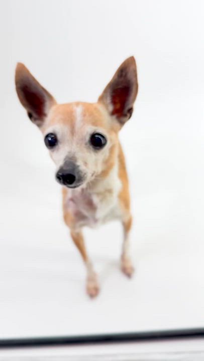 Enlarge Trinket, a ADOPTABLE mixed breed in Scottsdale, AZ video 4/4