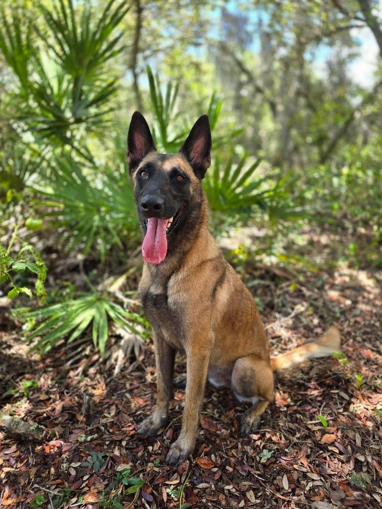 Enlarge Molly - Located in Florida, a Adoptable Belgian Shepherd / Malinois in Lecanto, FL image 1/6