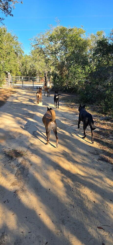 Enlarge Molly - Located in Florida, a Adoptable Belgian Shepherd / Malinois in Lecanto, FL image 2/6
