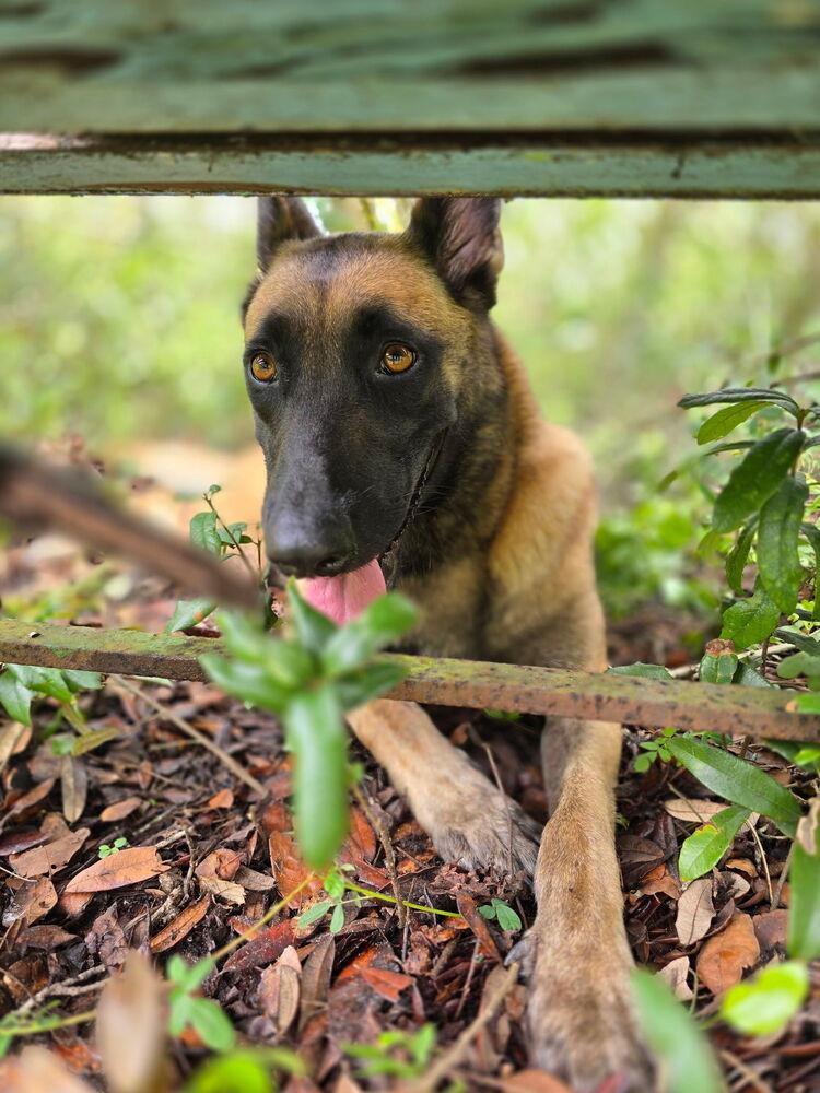 Enlarge Molly - Located in Florida, a Adoptable Belgian Shepherd / Malinois in Lecanto, FL image 3/6