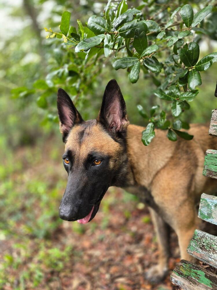 Enlarge Molly - Located in Florida, a Adoptable Belgian Shepherd / Malinois in Lecanto, FL image 4/6