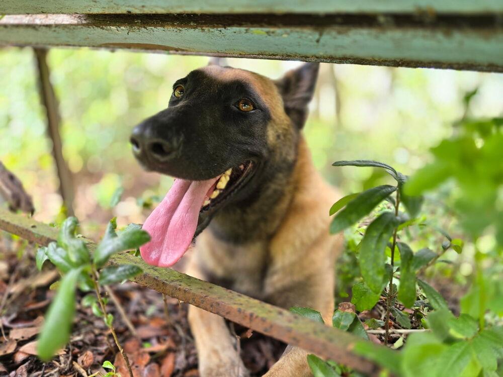 Enlarge Molly - Located in Florida, a Adoptable Belgian Shepherd / Malinois in Lecanto, FL image 6/6