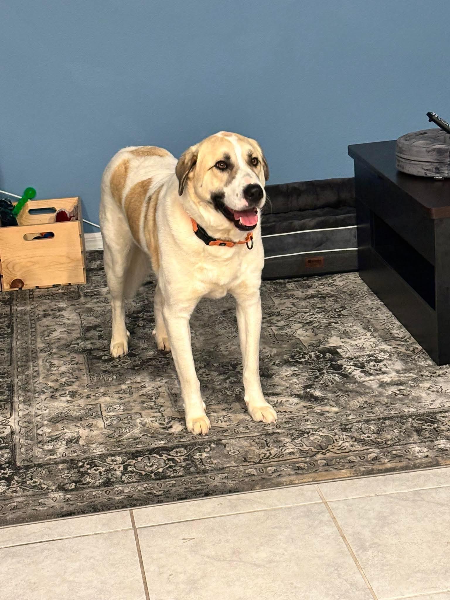 Hercules, ADOPTABLE, Adult Male Anatolian Shepherd & Mastiff.
