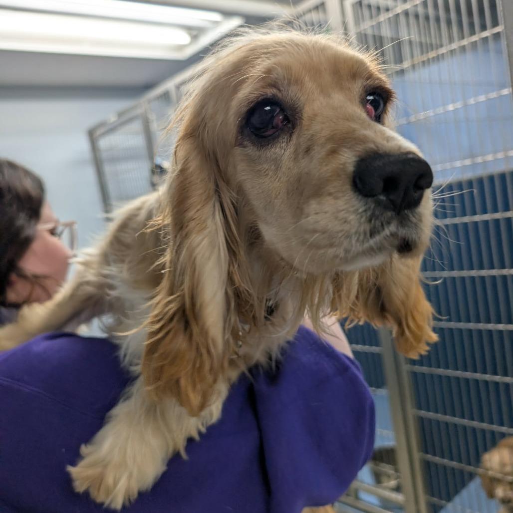 Honey, Adoptable, Young Female English Cocker Spaniel.