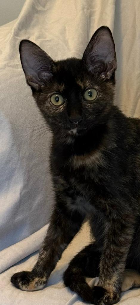 Pebbles, Adoptable, Kitten Female Tortoiseshell & Domestic Short Hair.