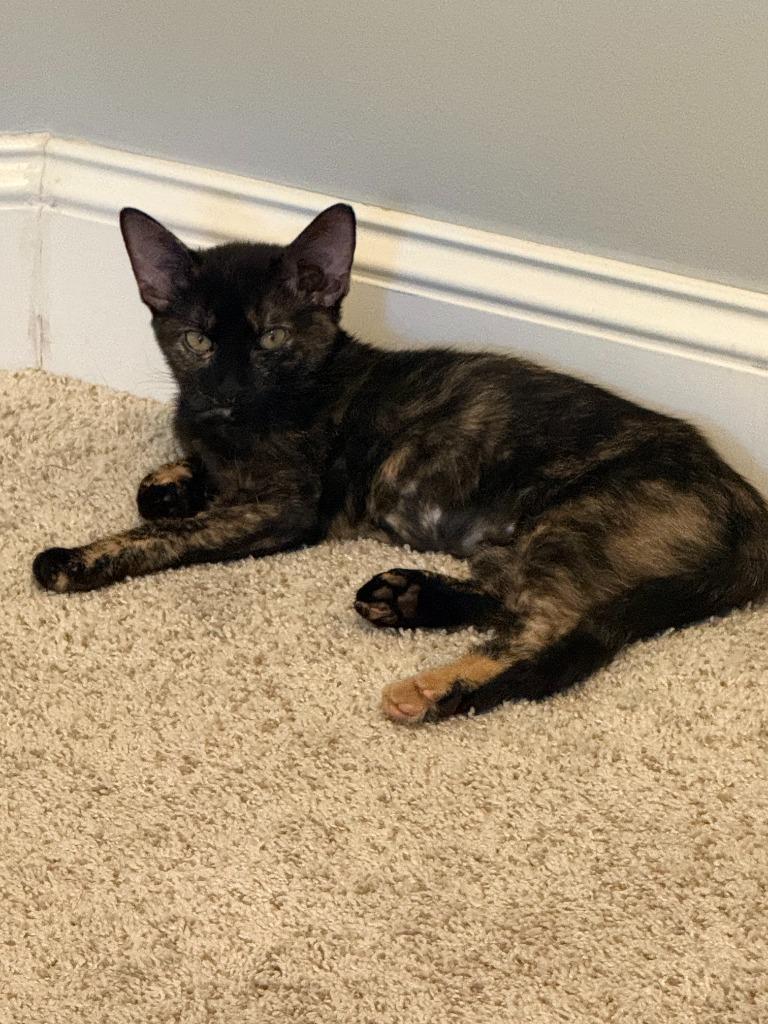 Enlarge Pebbles, a Adoptable mixed breed in Raleigh, NC image 2/4