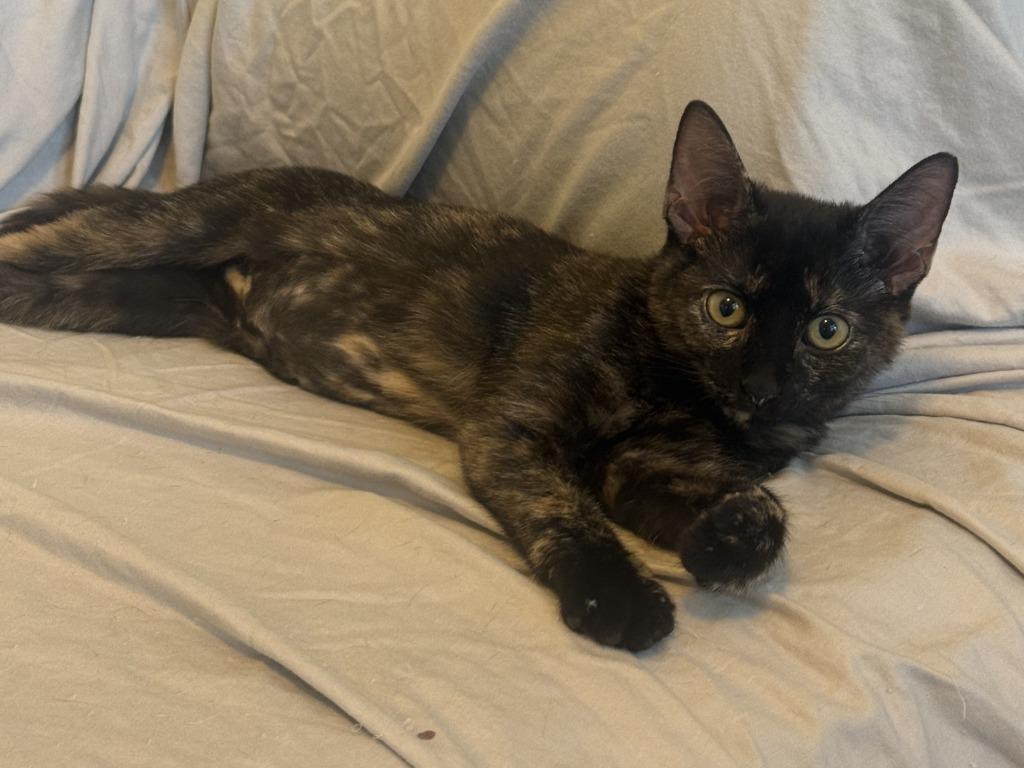 Enlarge Pebbles, a Adoptable mixed breed in Raleigh, NC image 3/4