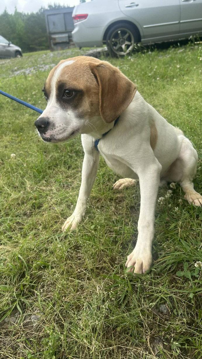 260560 Pooch, Adoptable, Young Male Terrier.