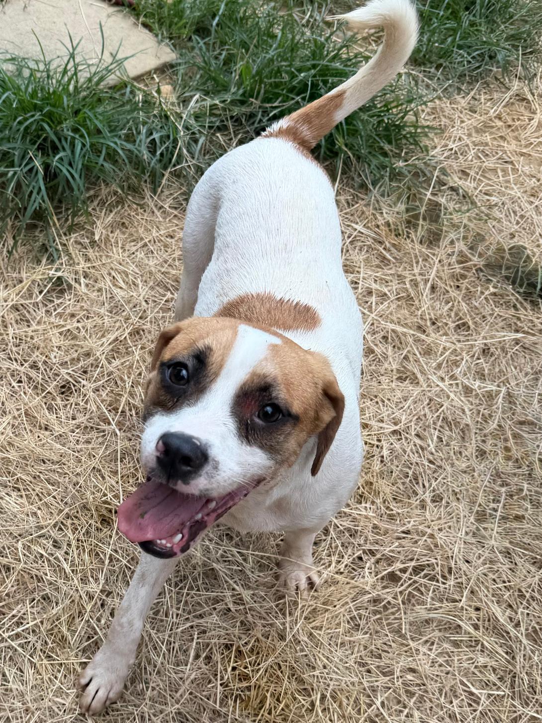 Enlarge 260560  Pooch, a Adoptable Terrier in Wetumpka, AL image 2/3