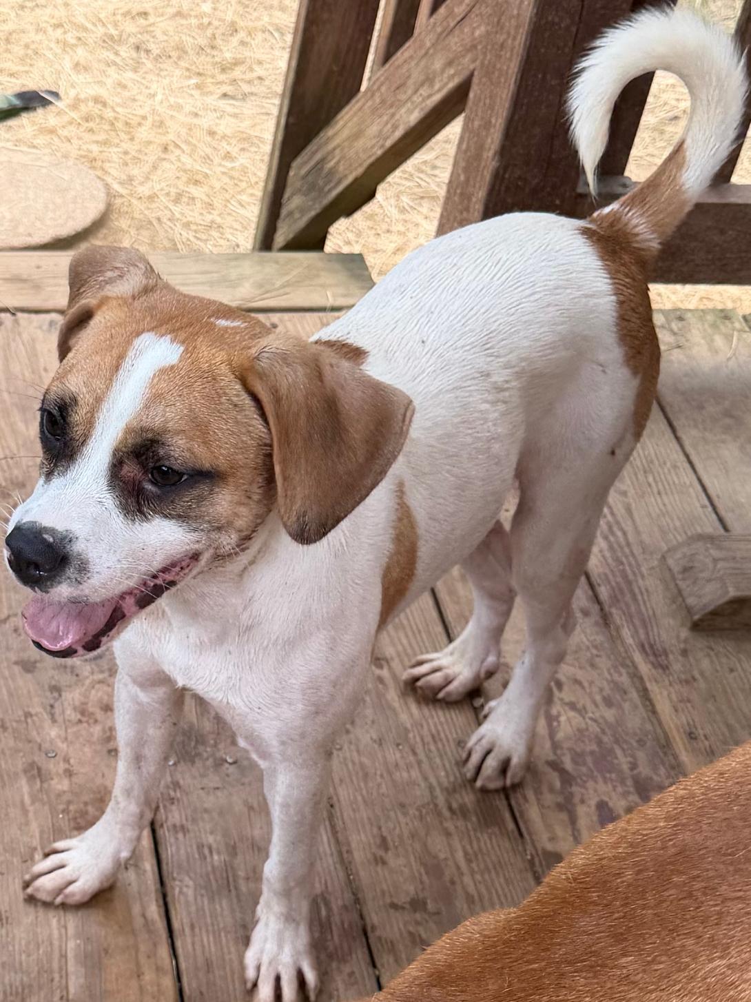 Enlarge 260560  Pooch, a Adoptable Terrier in Wetumpka, AL image 3/3