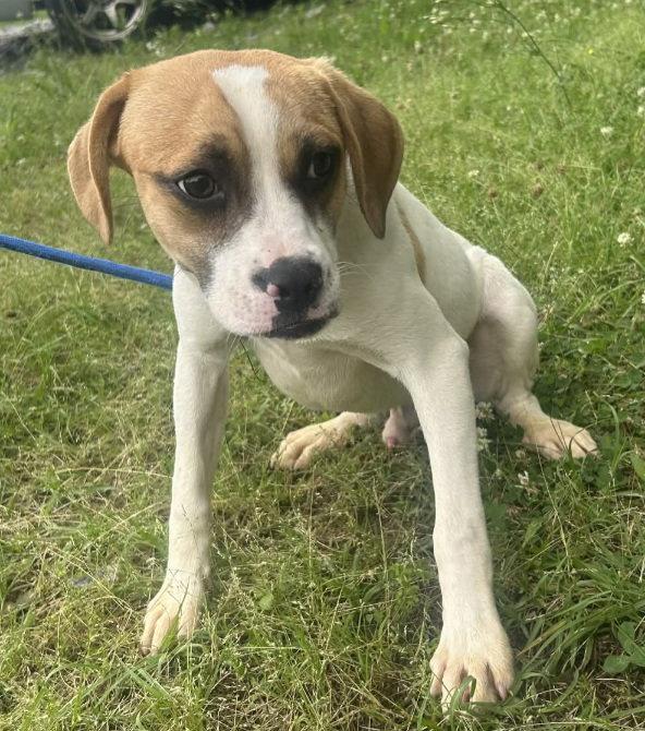 Enlarge 260560  Pooch, a Adoptable Terrier in Wetumpka, AL image 2/2