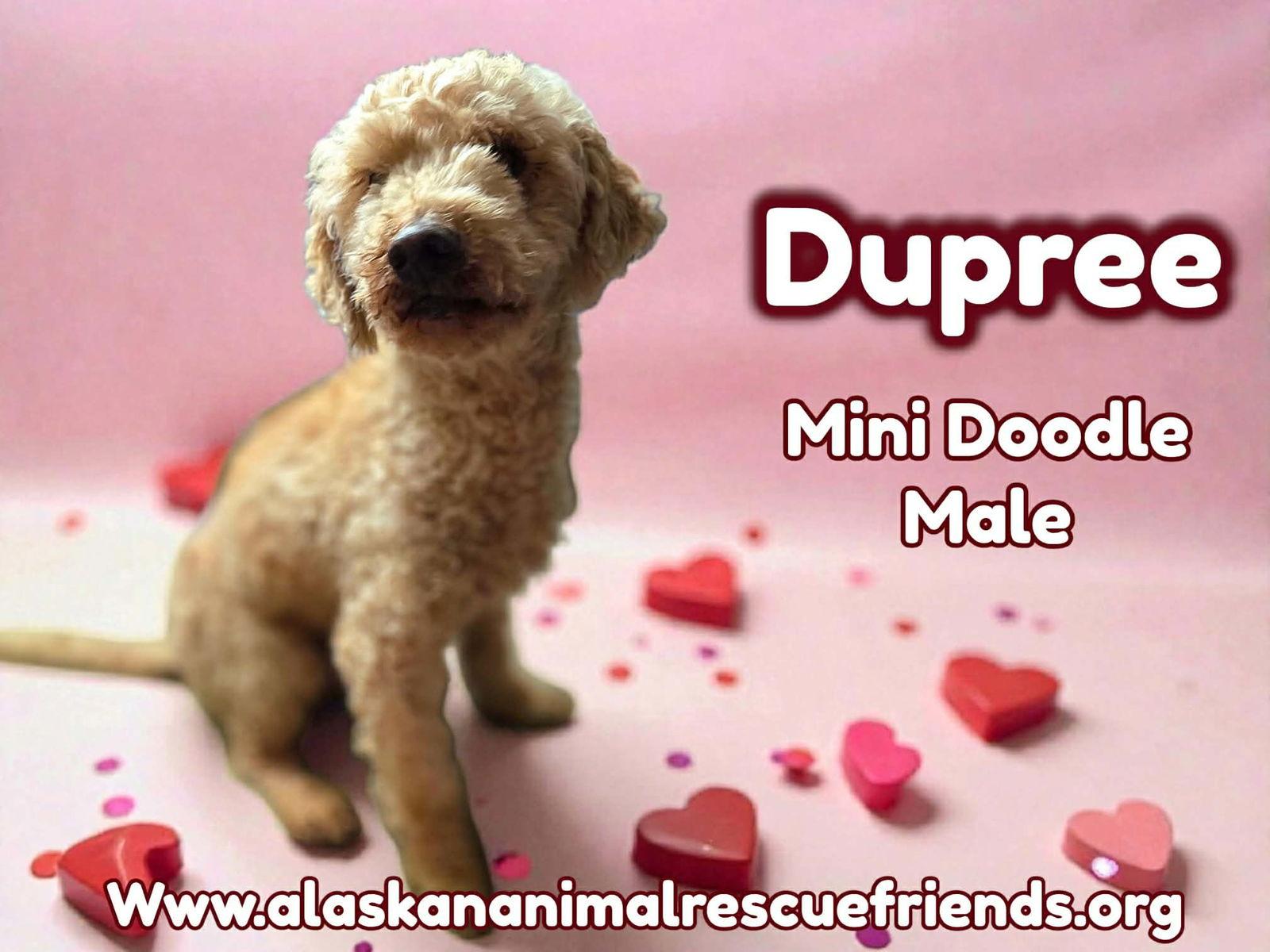 Dupree, Adoptable, Young Male Standard Poodle & Labrador Retriever.