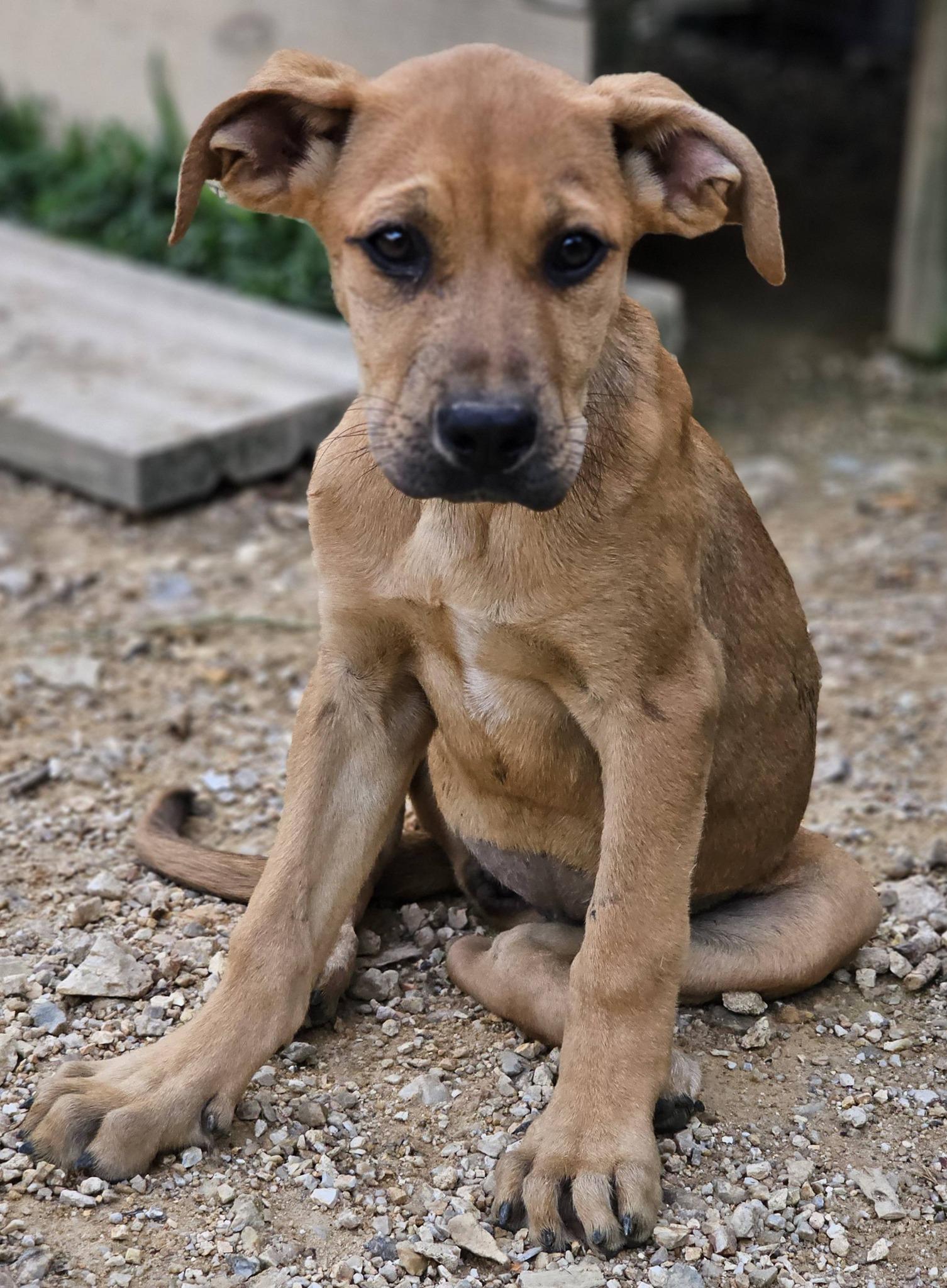 Enlarge Minnow, a ADOPTABLE mixed breed in Fort Payne, AL image 4/6