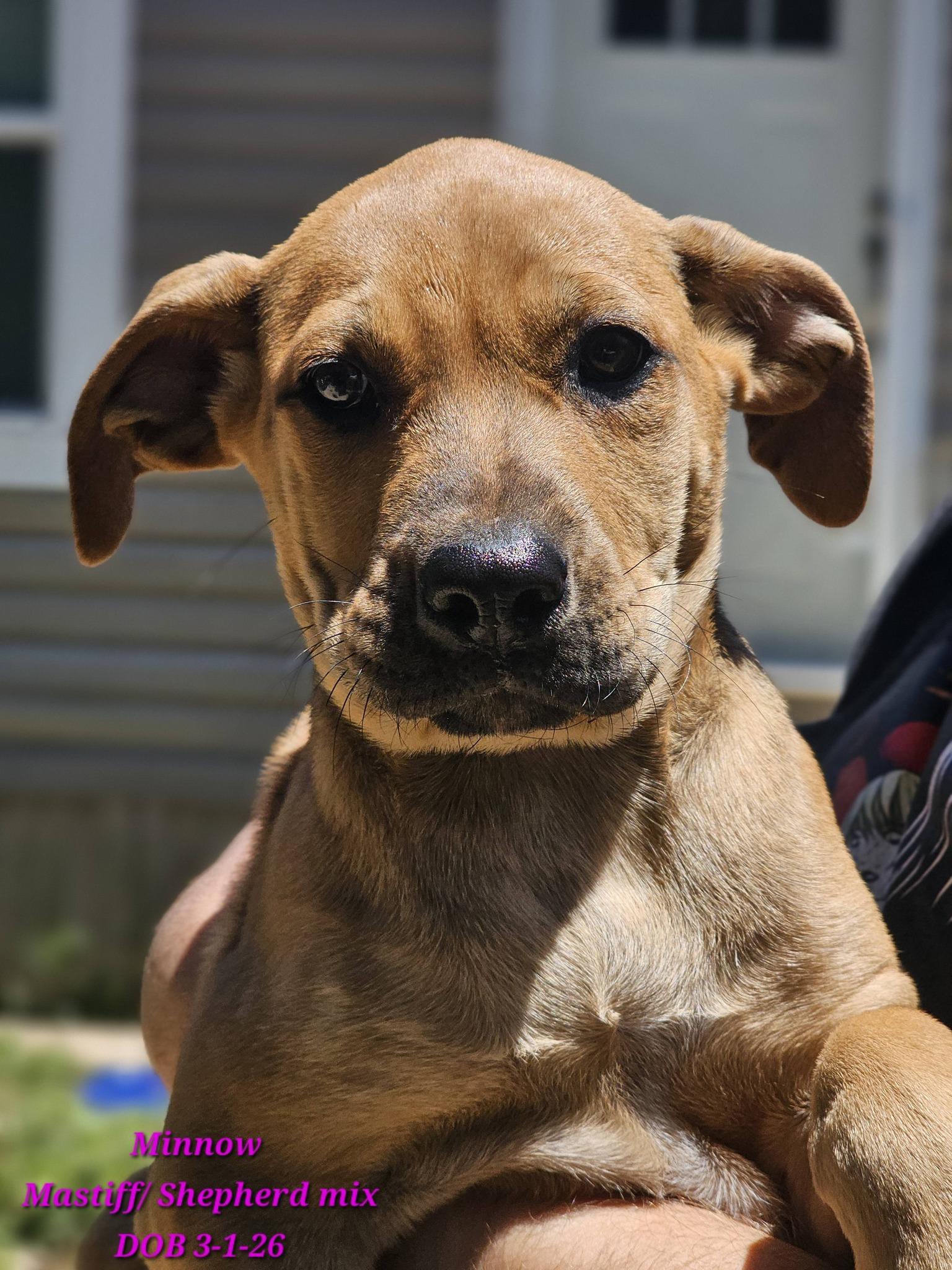 Enlarge Minnow, a ADOPTABLE mixed breed in Fort Payne, AL image 2/6