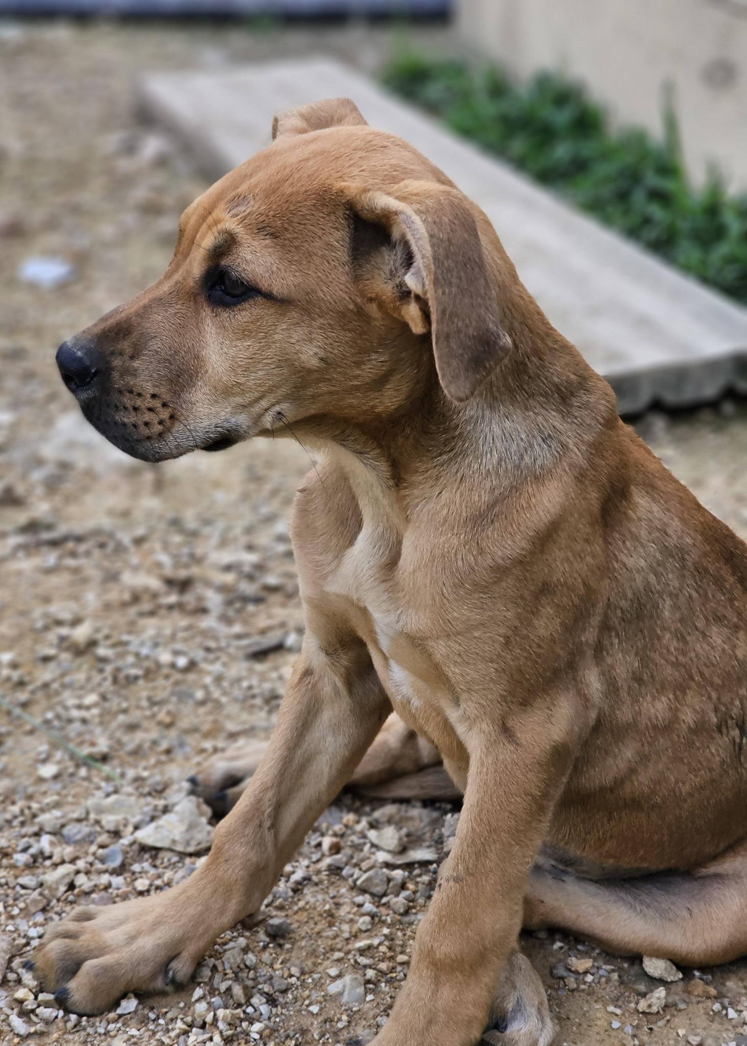 Enlarge Minnow, a ADOPTABLE mixed breed in Fort Payne, AL image 3/6