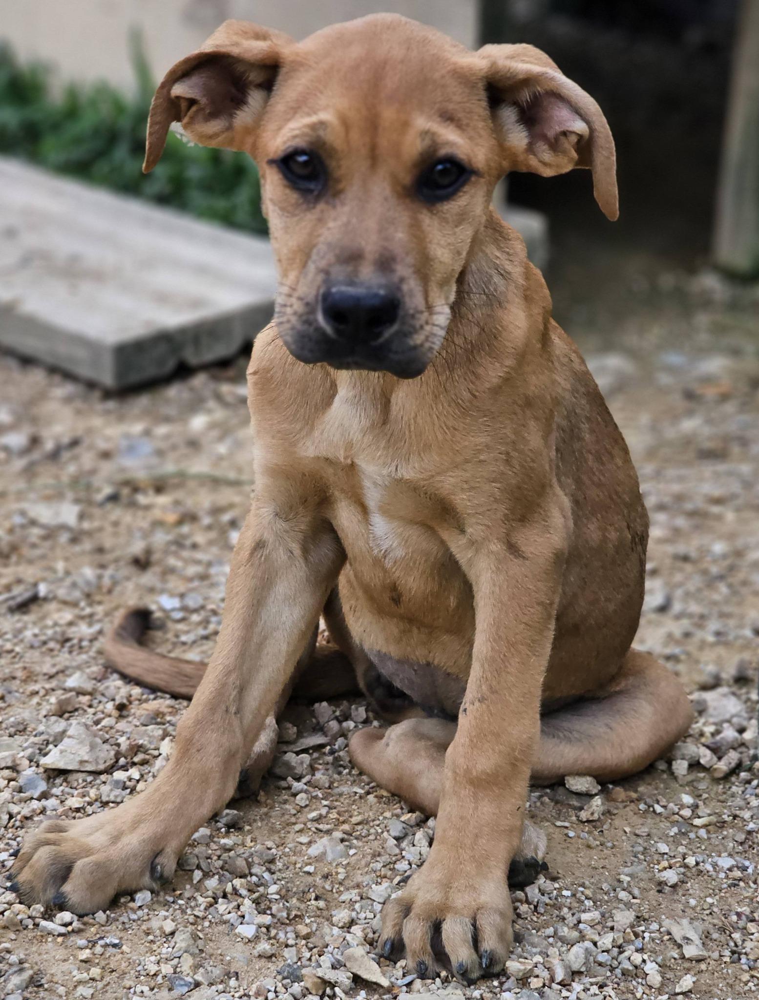 Enlarge Minnow, a ADOPTABLE mixed breed in Fort Payne, AL image 6/6