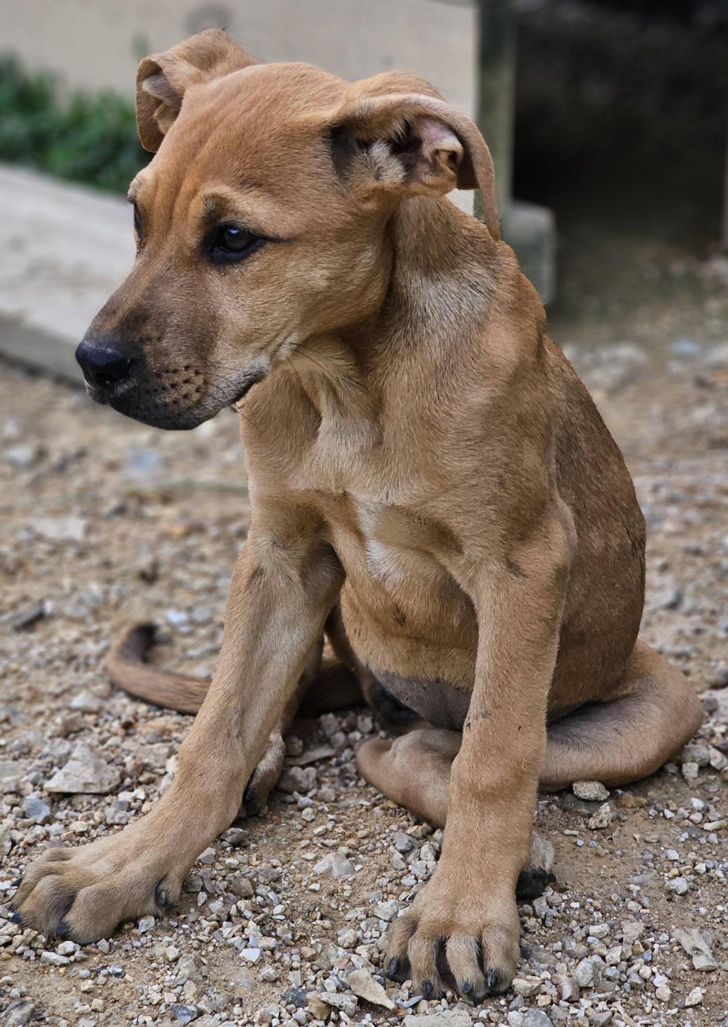 Enlarge Minnow, a ADOPTABLE mixed breed in Fort Payne, AL image 5/6