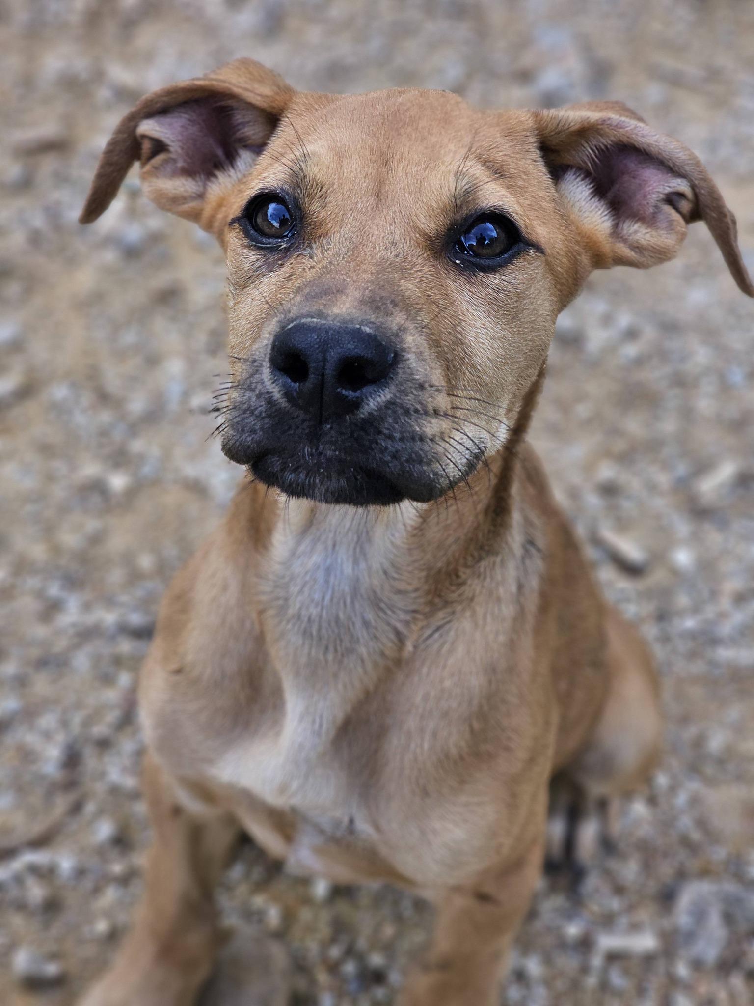 Enlarge Minnow, a ADOPTABLE mixed breed in Fort Payne, AL image 1/6