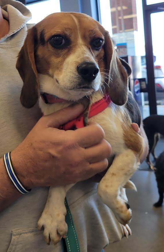 DeeDee, Adopted, Adult Female Beagle.