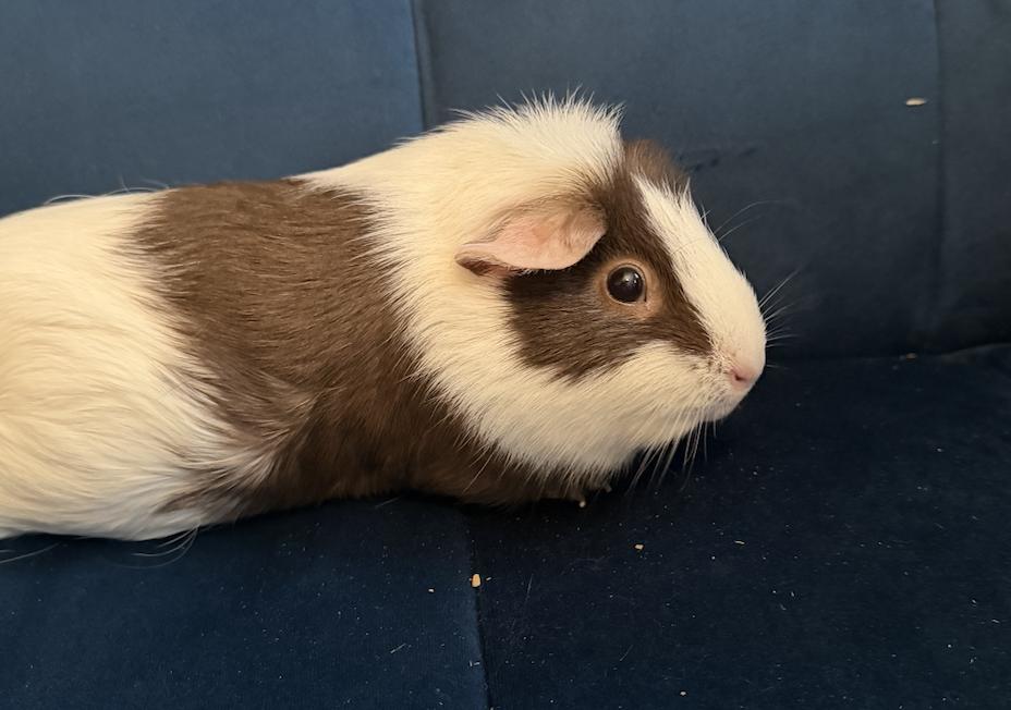 Poppy, an adopted Guinea Pig in Minneapolis, MN image 2/3