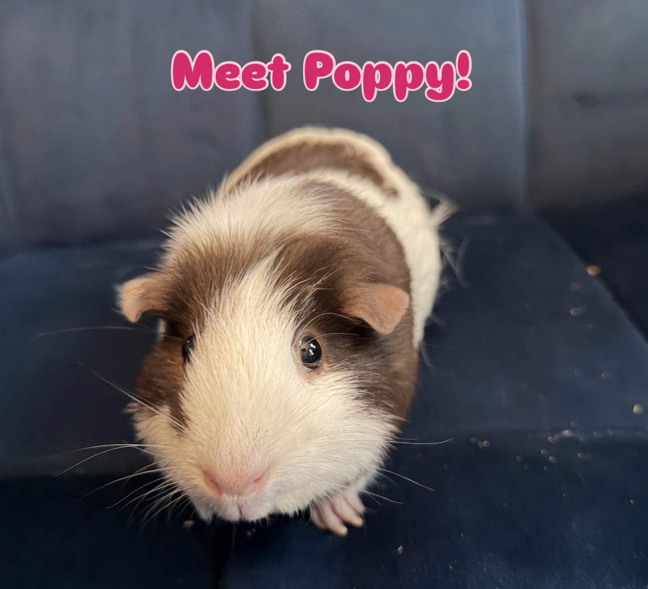 Poppy, adopted, Senior Female Guinea Pig.