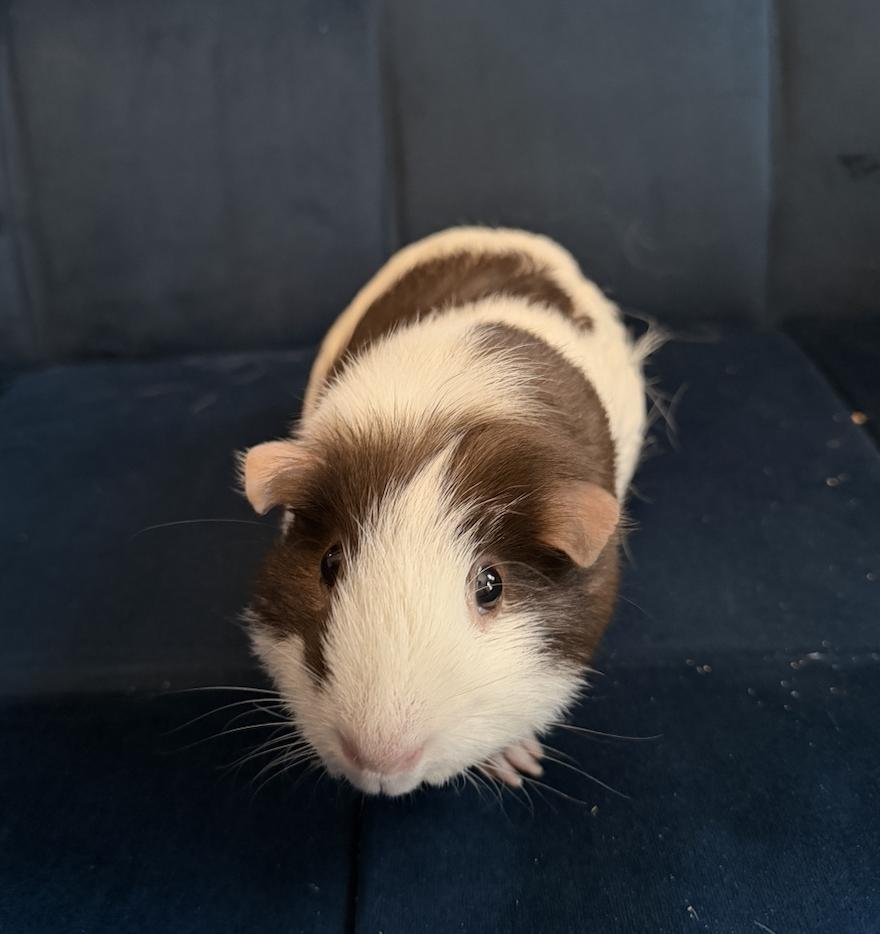 Poppy, an adopted Guinea Pig in Minneapolis, MN image 3/3