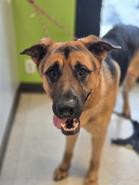 CACTUS, Adoptable, Young Male German Shepherd Dog & Mixed Breed.