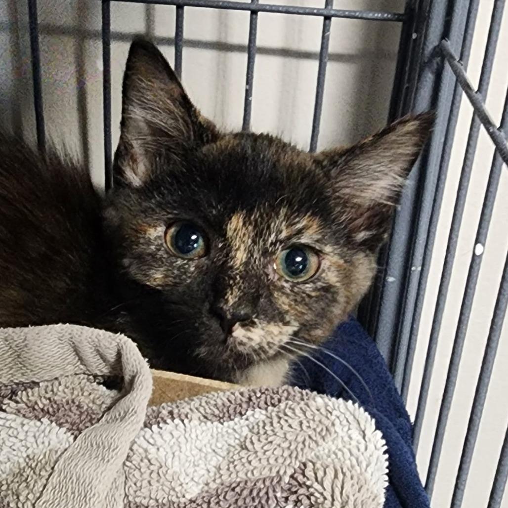 Enlarge Confetti, a Adoptable Domestic Short Hair in Muncie, IN image 1/1