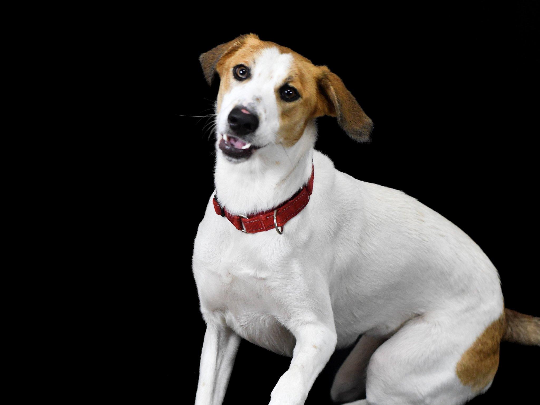 Walwinn, ADOPTABLE, Adult Male Anatolian Shepherd.