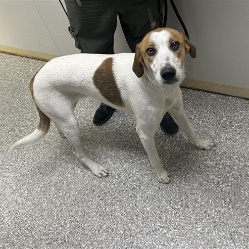 Enlarge Walwinn, a ADOPTABLE mixed breed in Defuniak Springs, FL image 2/3