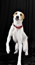 Enlarge Walwinn, a ADOPTABLE mixed breed in Defuniak Springs, FL image 3/3