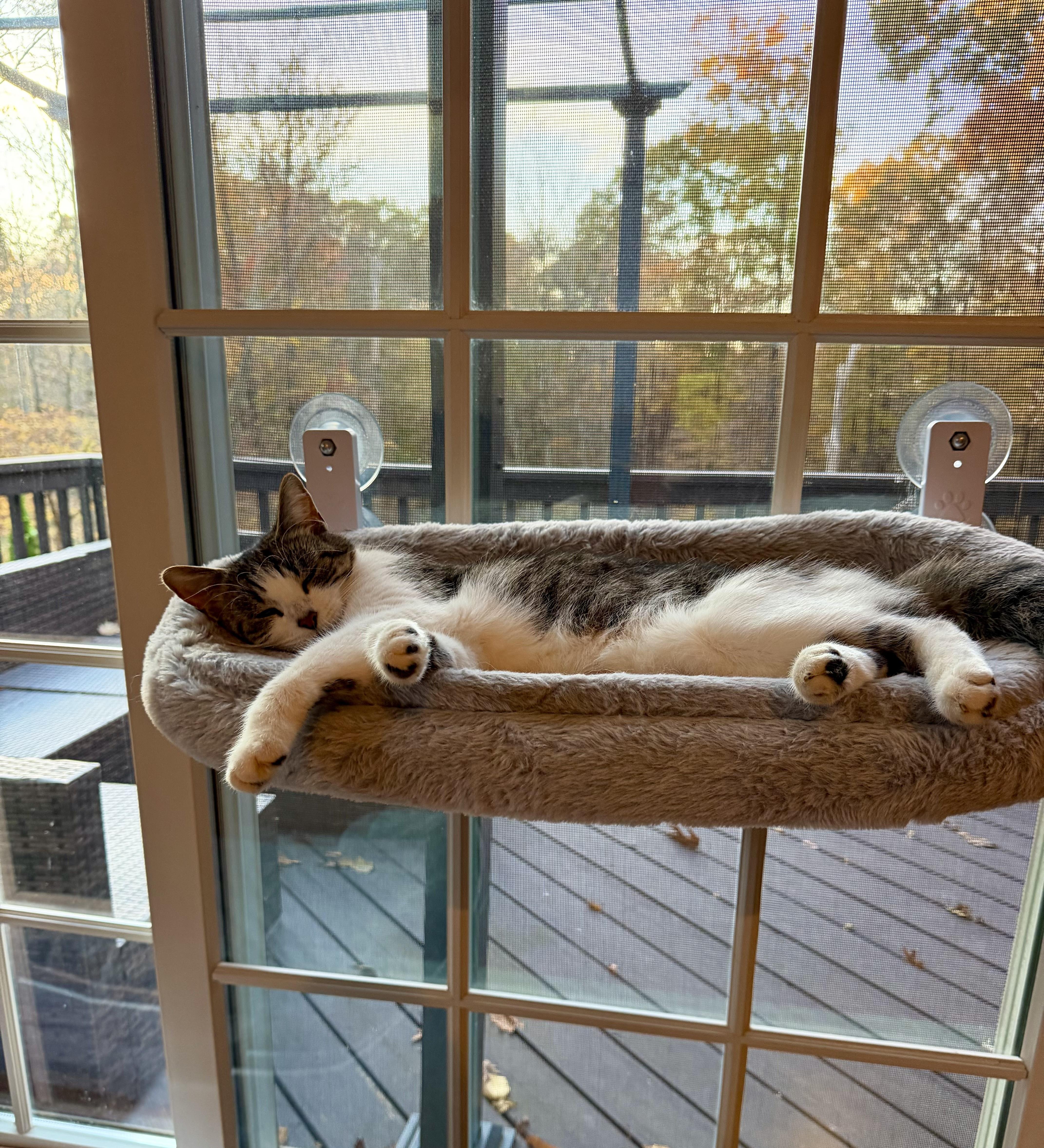 Enlarge Aggie, a Adoptable Tabby in Bethel, CT image 4/5