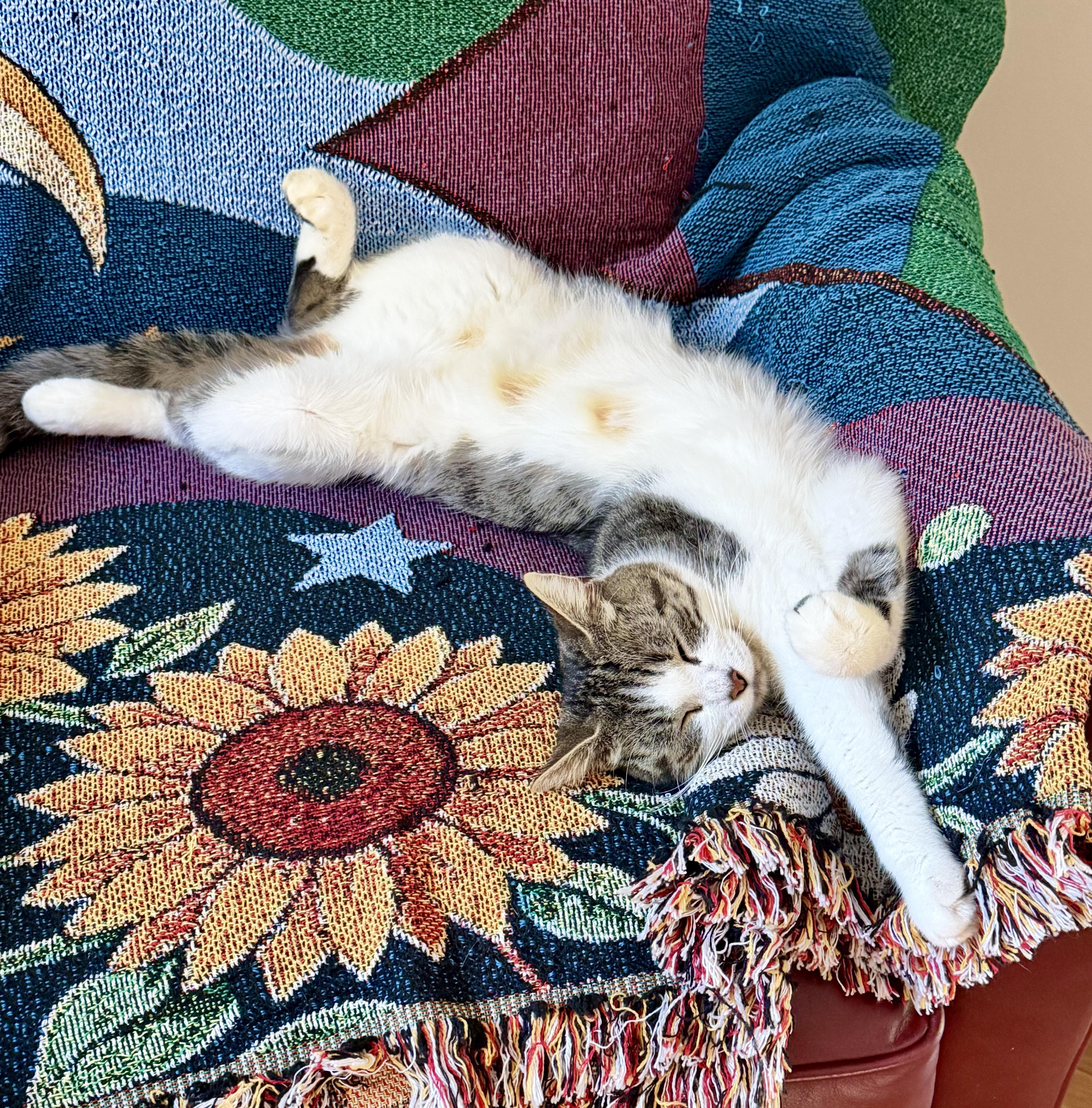 Enlarge Aggie, a Adoptable Tabby in Bethel, CT image 3/5