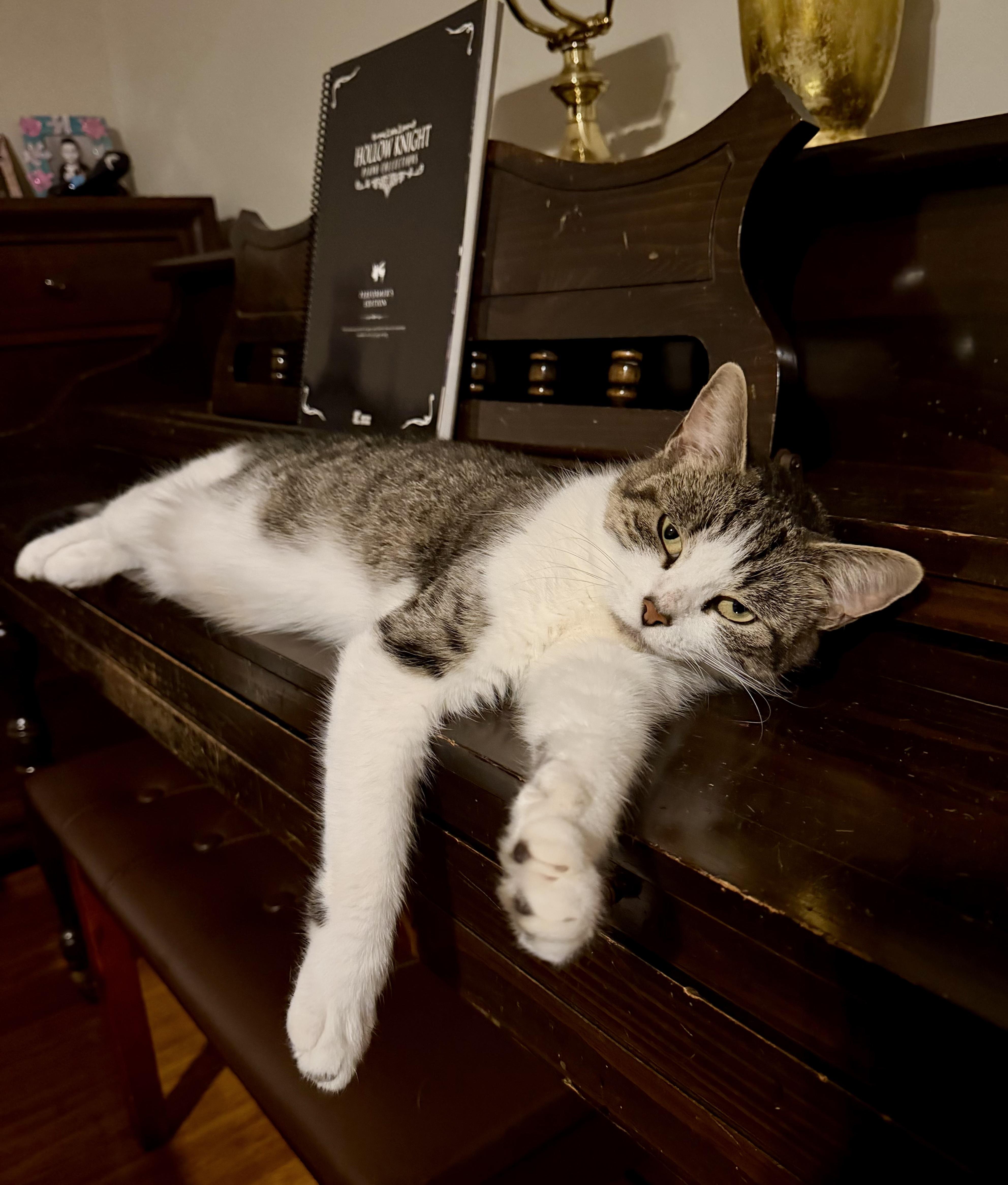 Enlarge Aggie, a Adoptable Tabby in Bethel, CT image 2/5