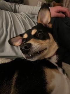 Enlarge Darla - In Foster, a ADOPTABLE mixed breed in Kalamazoo, MI image 2/3