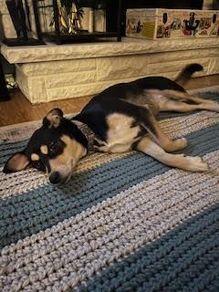 Enlarge Darla - In Foster, a ADOPTABLE mixed breed in Kalamazoo, MI image 1/3