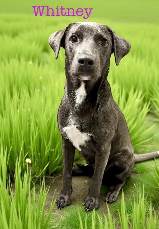 Whitney, Adoptable, Young Female Pit Bull Terrier & Labrador Retriever.