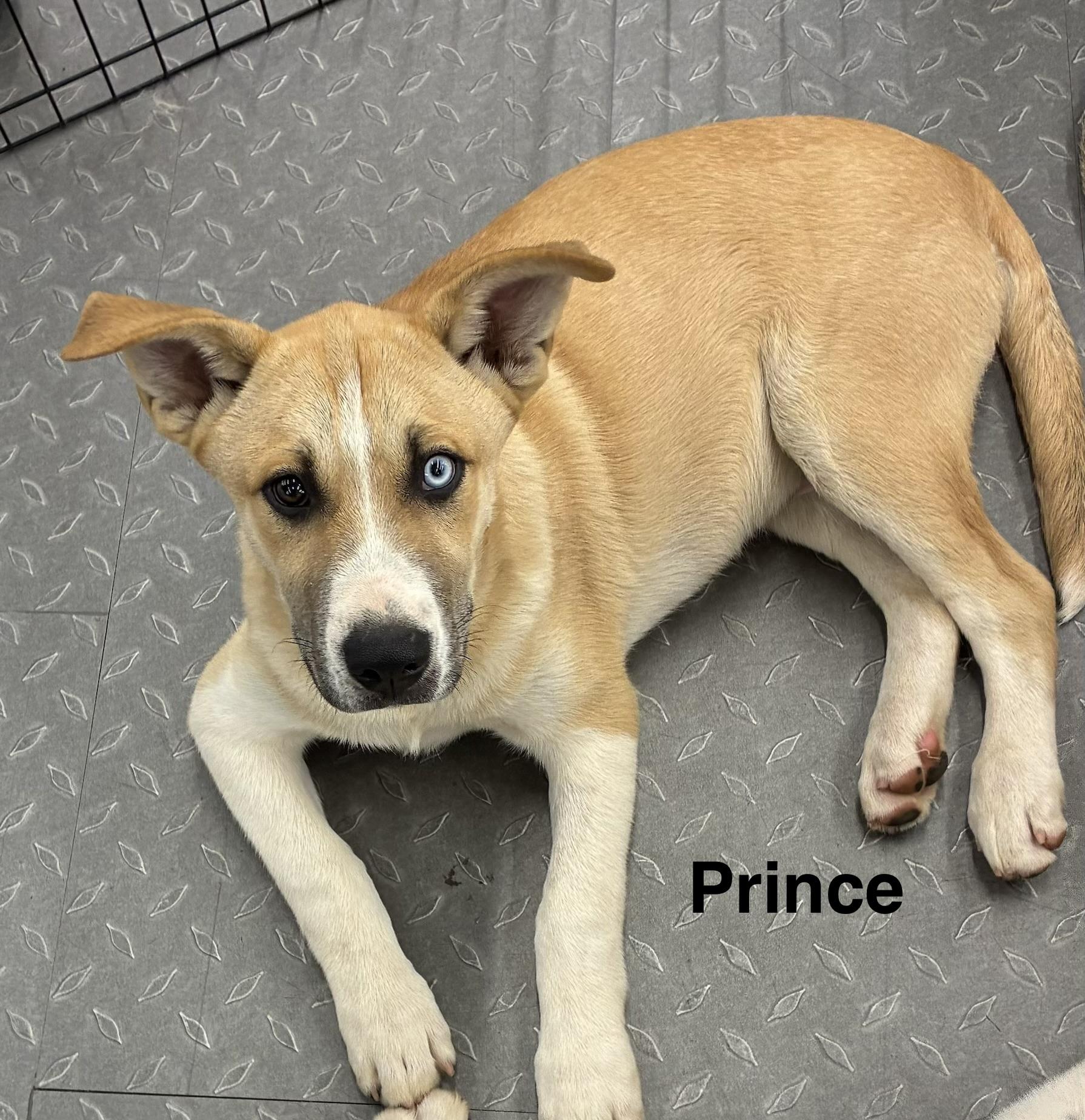 Enlarge Prince, a Adoptable mixed breed in Scranton, PA image 3/4