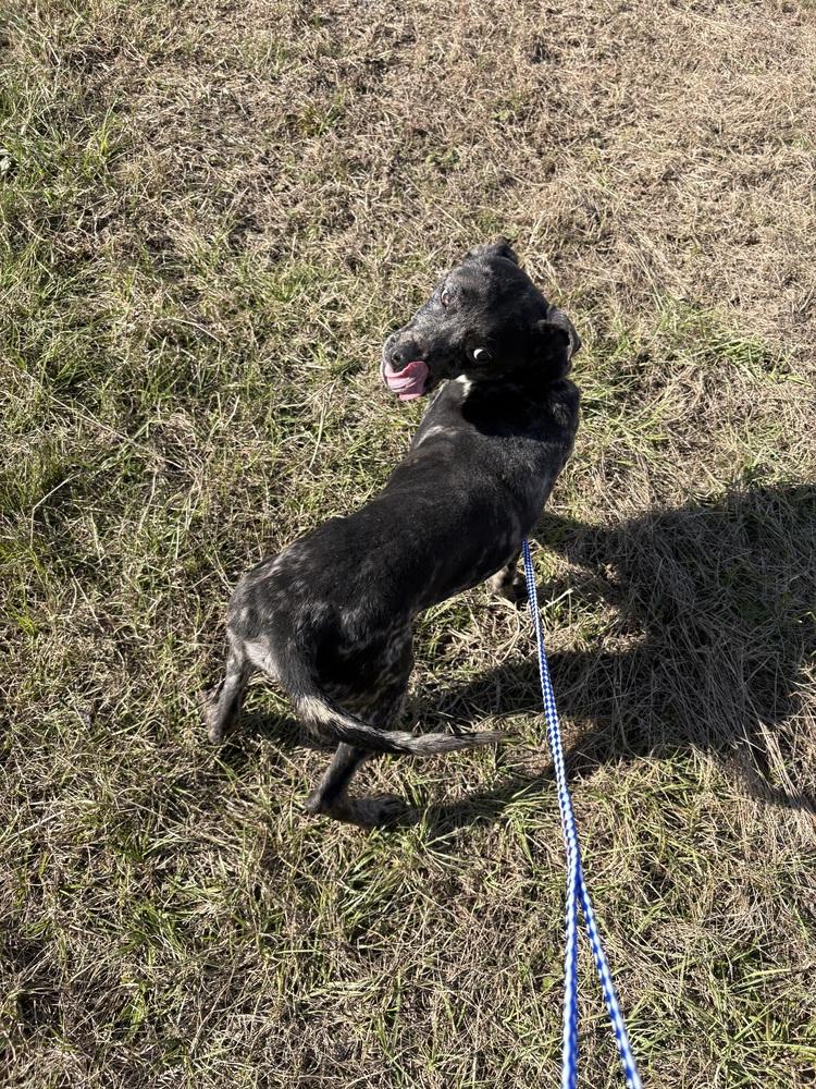 Enlarge Choppa, a Adoptable mixed breed in Crystal Springs, MS image 1/4