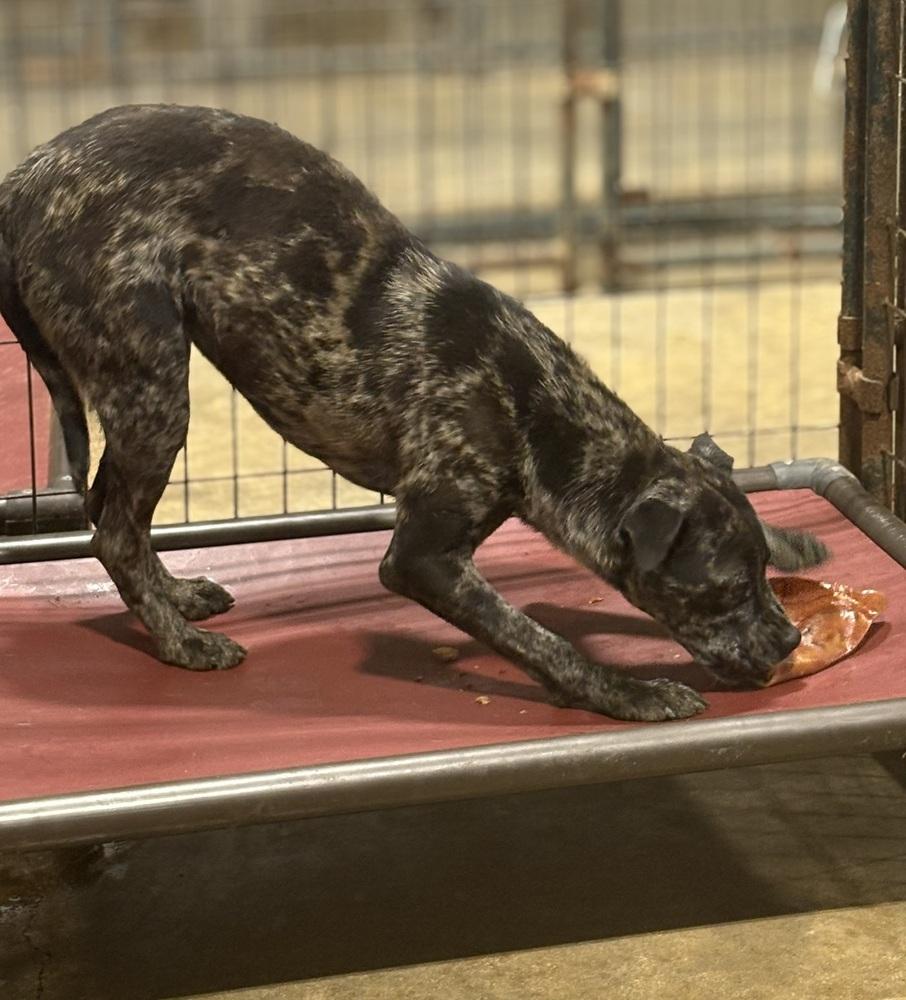 Choppa, a Adoptable mixed breed in Crystal Springs, MS image 2/5