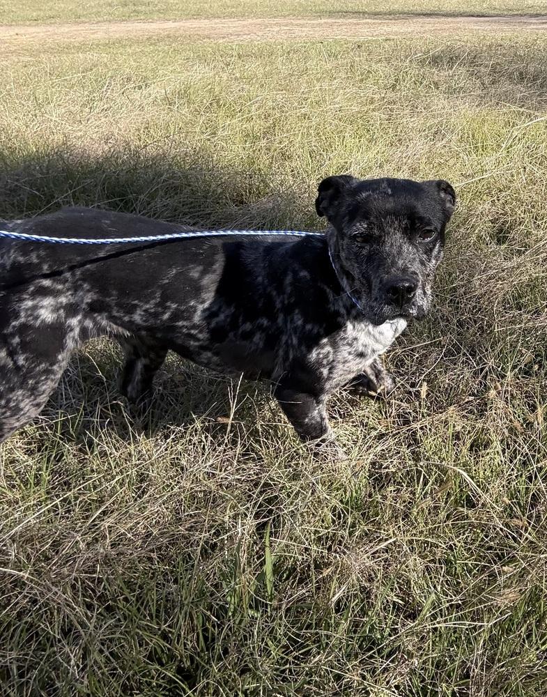 Enlarge Choppa, a Adoptable mixed breed in Crystal Springs, MS image 2/4